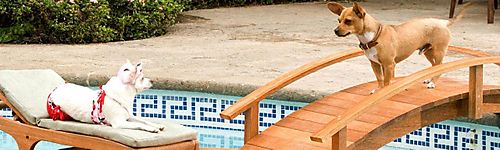 BEVERLY HILLS CHIHUAHUA still