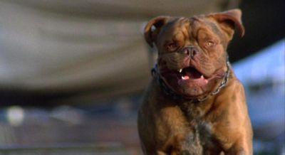 TURNER AND HOOCH hooch