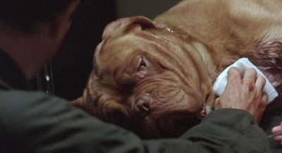 TURNER AND HOOCH hooch shot