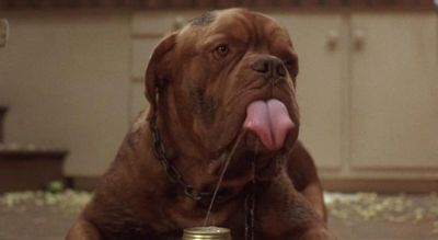 TURNER AND HOOCH drinking