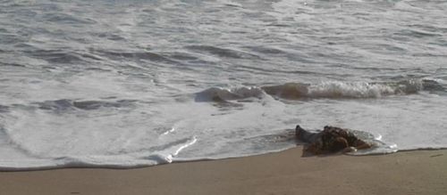 NAVY SEALS Wake Up Ocean