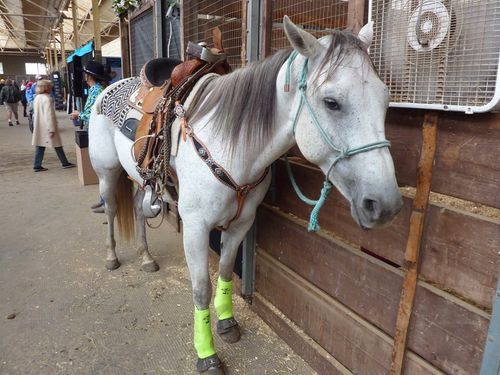 Minnesota State Fair 2010 25