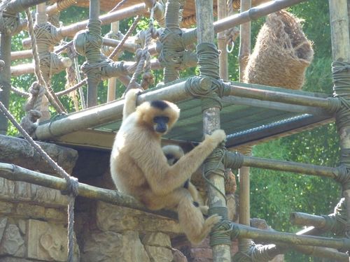Animal Kingdom 13