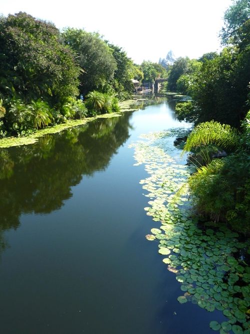 Animal Kingdom 22