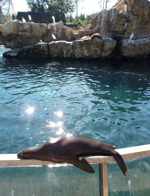 Sea World Orlando 27