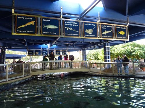 Sea World Orlando 13