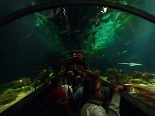 Sea World Orlando 17