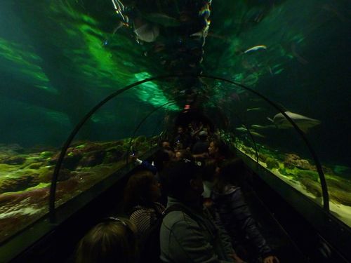 Sea World Orlando 18