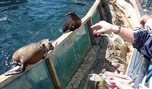 Sea World Orlando 28