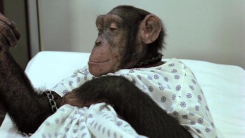 CARNIVAL MAGIC Chimp Suicide