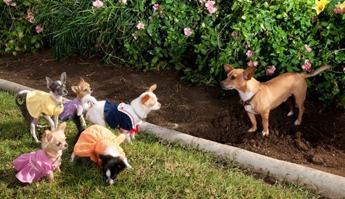 BEVERLY HILLS CHIHUAHUA 2 Papi and Kids BEVERLY HILLS CHIHUAHUA 2 Papi and Kids