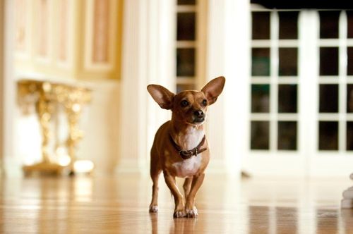 BEVERLY HILLS CHIHUAHUA 2 Papi BEVERLY HILLS CHIHUAHUA 2 Papi
