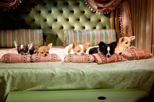 BEVERLY HILLS CHIHUAHUA 2 Puppies BEVERLY HILLS CHIHUAHUA 2 Puppies
