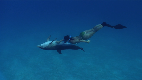 COVE Dolphins COVE Dolphins