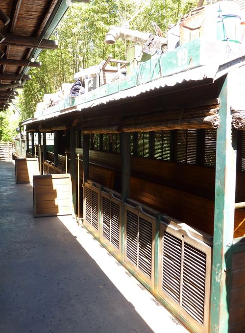 Disney's Animal Kingdom 40