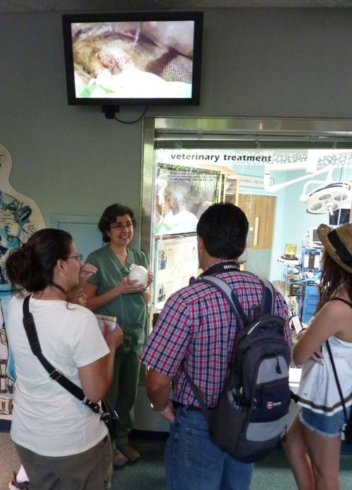 Disney's Animal Kingdom 19