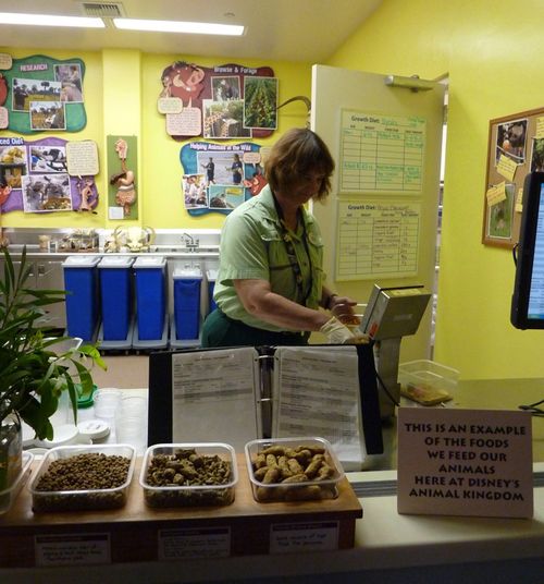 Disney's Animal Kingdom 23