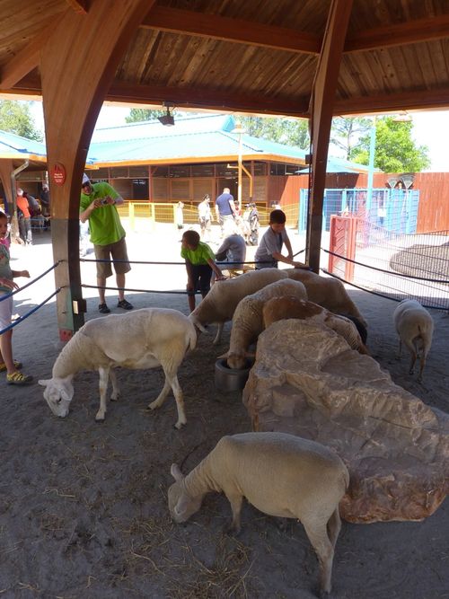 Disney's Animal Kingdom 32