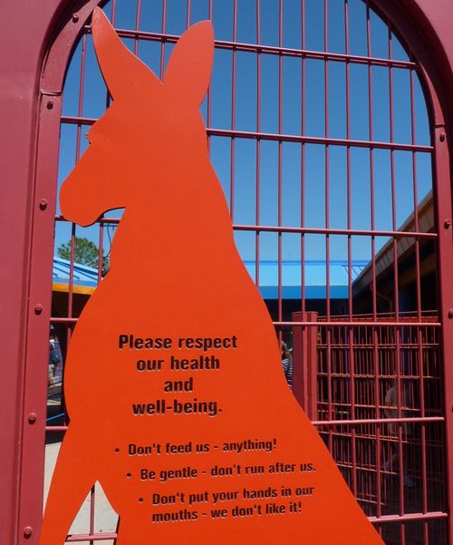 Disney's Animal Kingdom 34