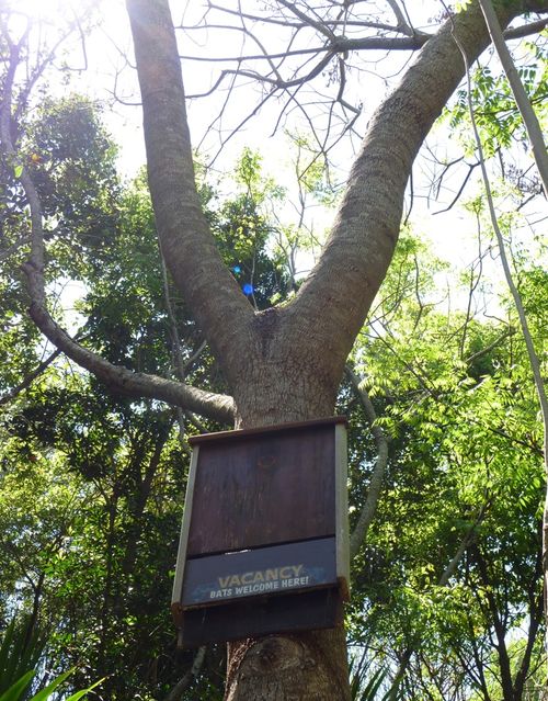 Disney's Animal Kingdom 36