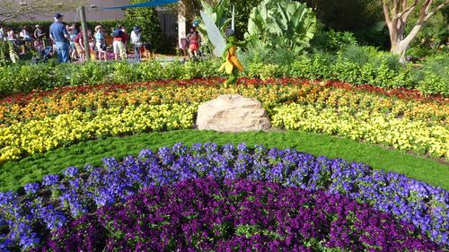 Epcot International Flower and Garden Festival 8 Epcot International Flower and Garden Festival 8