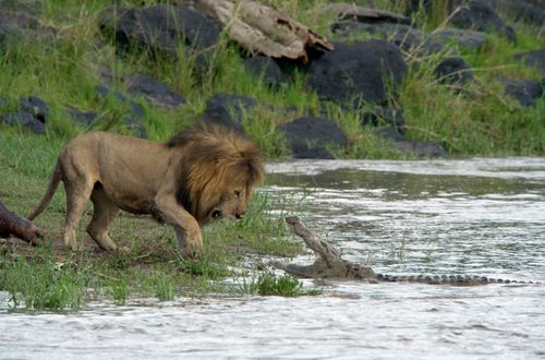 AFRICAN CATS Crocodile