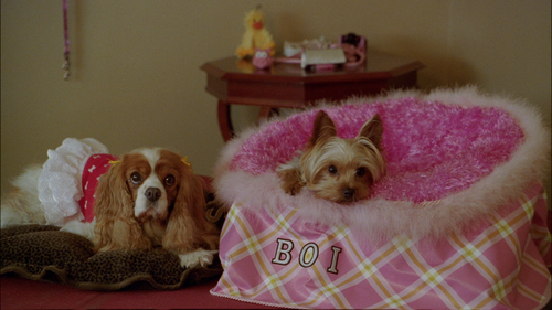 SHARPAYS FABULOUS ADVENTURE Boi SHARPAYS FABULOUS ADVENTURE Boi