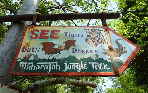 DISNEY'S ANIMAL KINGDOM 17