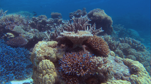 OCEAN WONDERLAND Coral