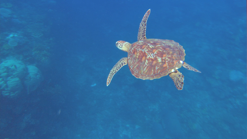 OCEAN WONDERLAND Turtle