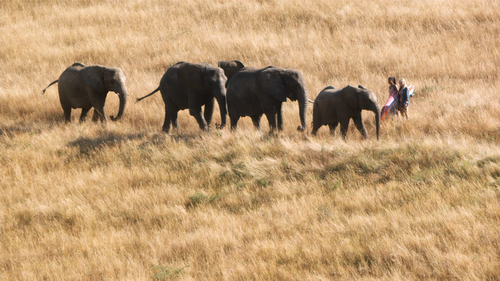 BLUE CRUSH 2 Elephants