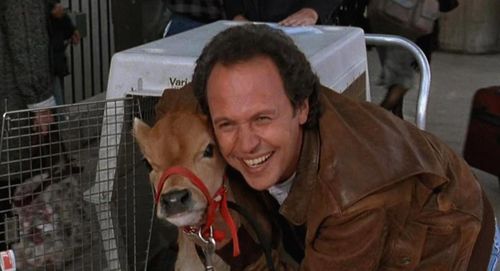 CITY SLICKERS Crystal Norman CITY SLICKERS Crystal Norman