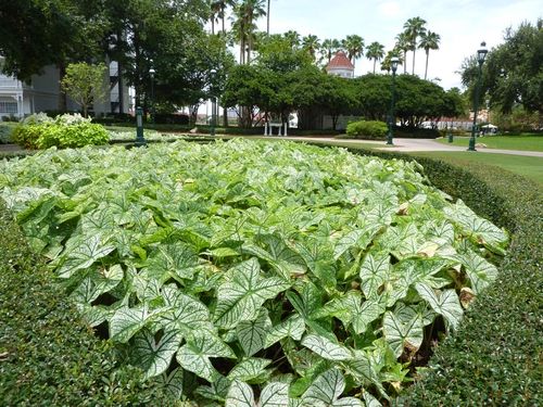 Disney's Grand Floridian 8