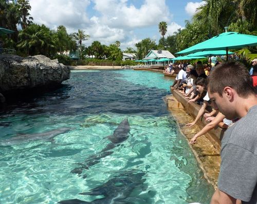 Sea World Orlando 11