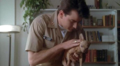 HOT SHOTS Chihuahua HOT SHOTS Chihuahua