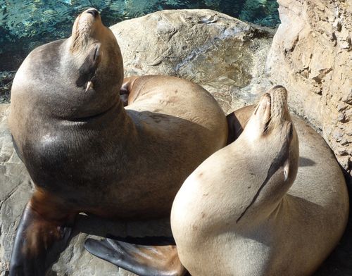 SEA WORLD ORLANDO 23