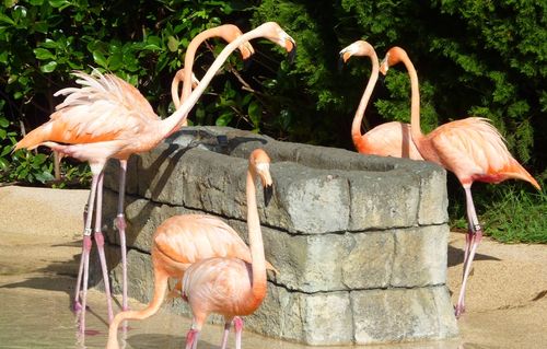 SEA WORLD ORLANDO 28