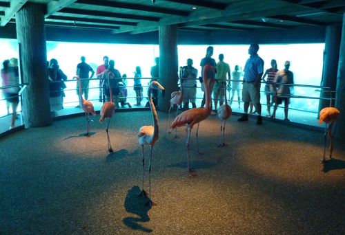 SEA WORLD ORLANDO 16