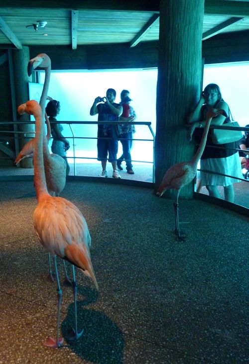 SEA WORLD ORLANDO 26