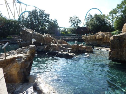 SEA WORLD ORLANDO 22