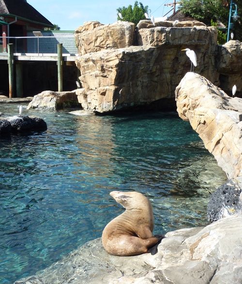 SEA WORLD ORLANDO 21