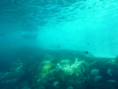 SEA WORLD ORLANDO 27