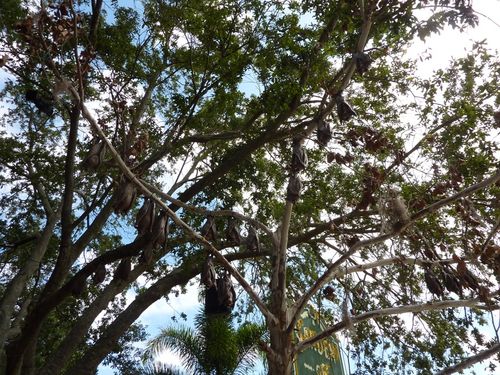 UNIVERSAL HALLOWEEN HORROR NIGHTS 2011 99