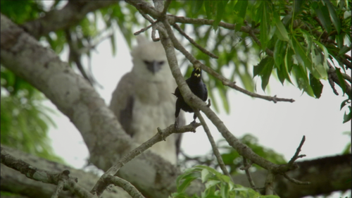 JUNGLE prey JUNGLE prey