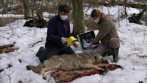 WOLVES test WOLVES test