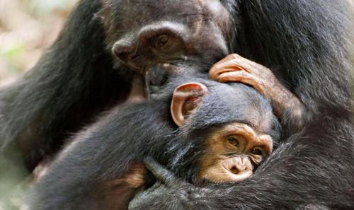 CHIMPANZEE Still 3 CHIMPANZEE Still 3