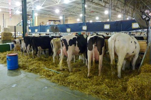 Minnesota State Fair 25