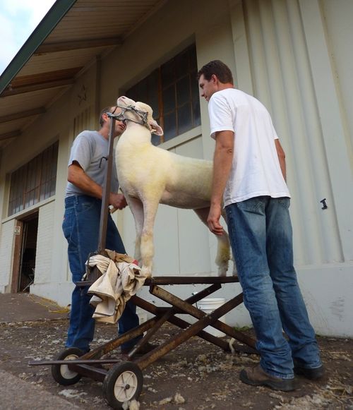 Minnesota State Fair 4