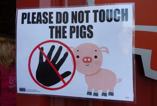 Minnesota State Fair 8