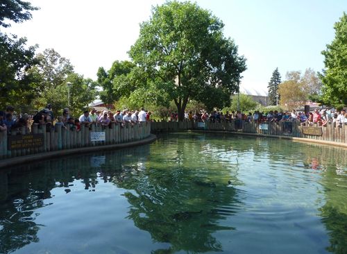 Minnesota State Fair 17